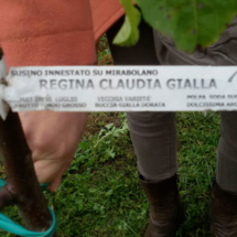 2016Piantimazione21