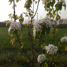 2016Piantimazione18