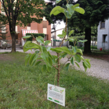 2015Piantumazione46