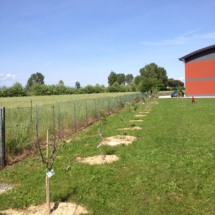 2015Piantumazione35