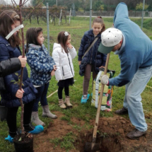 2016Piantimazione5