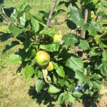 2016Piantimazione14
